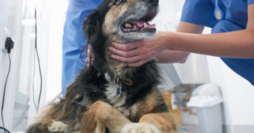 Пес заболел. Ветеринария болезни собак. Собака в ветеринарной клинике.