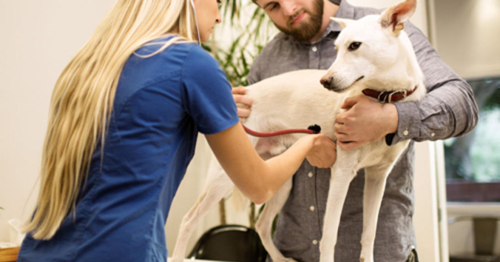 Hundedurchfall - Ursachen und Behandlungen