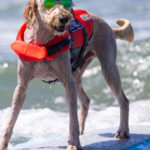 Dog Surf Wettbewerb
