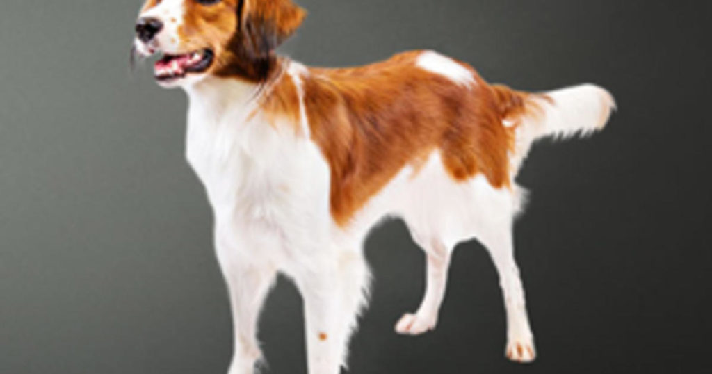 Neue Hunderasse auf der Westminster Dog Show: Nederlandse Kooikerhondje