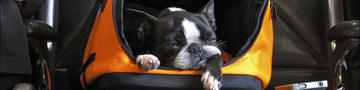 Hund schläft in einem offenen orangefarbenen Tierträger