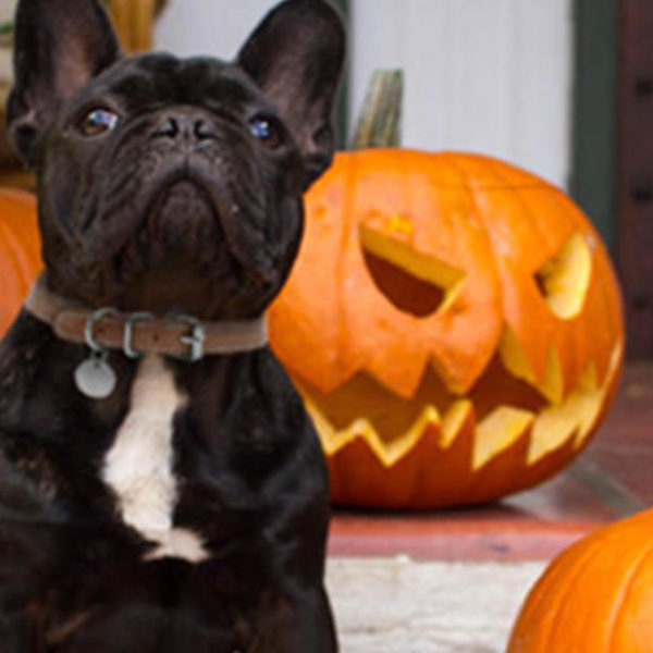 5 Halloween-Sicherheitstipps für Haustiere