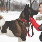 6 Wintertipps für Hunde im Schnee