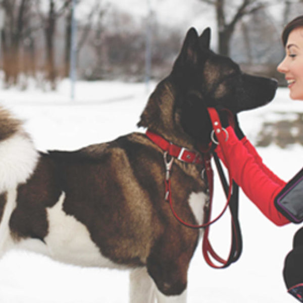 6 Wintertipps für Hunde im Schnee