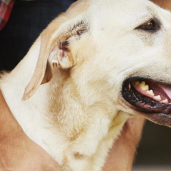 Hausgemachte Apfelessig Floh &amp; Zecke Heilmittel für Hunde und Katzen