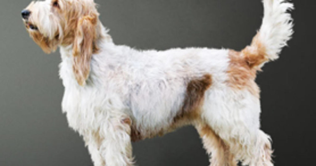 Grand Basset Griffon Vendéen: Neue Rasse bei der Westminster Dog Show