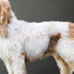 Grand Basset Griffon Vendéen: Neue Rasse bei der Westminster Dog Show