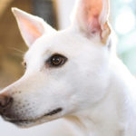 Grundlegendes zu Hundeanfällen - Ursachen und Behandlung