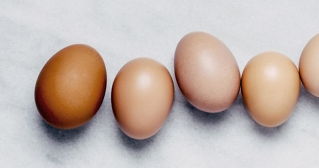 Können Hunde Eier essen? Haustiere Welt