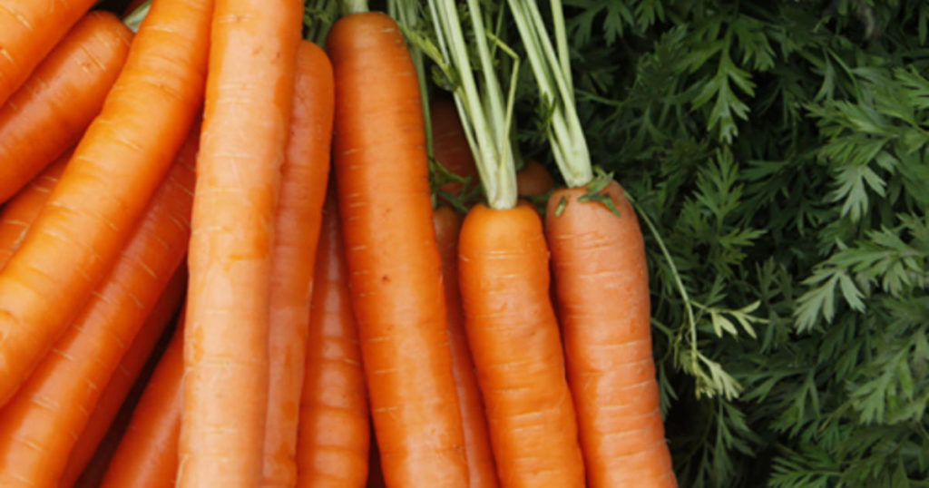 Können Hunde Karotten essen? Haustiere Welt