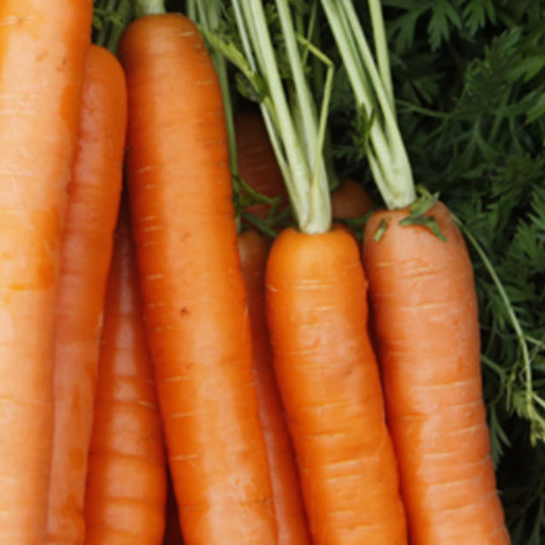 Können Hunde Karotten essen?