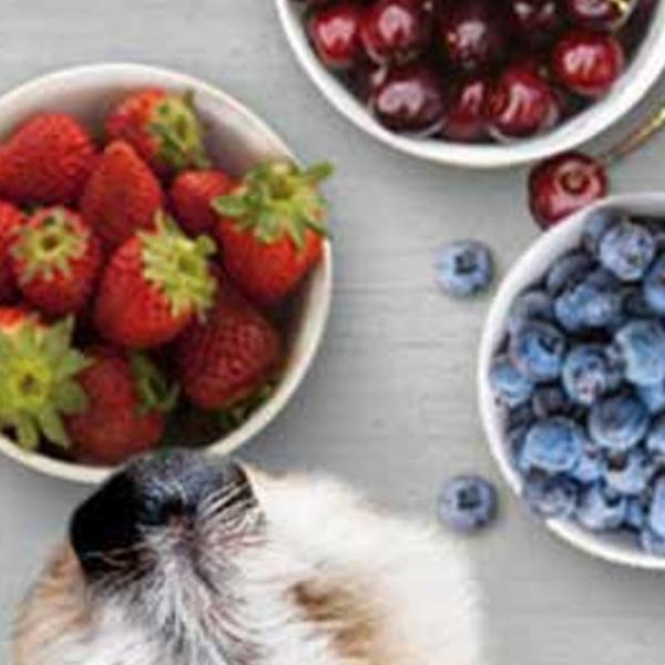 Können Hunde Obst und Beeren essen?