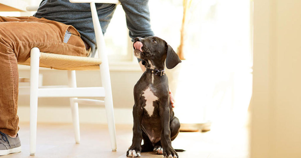 Können Welpen erwachsenes Hundefutter essen?