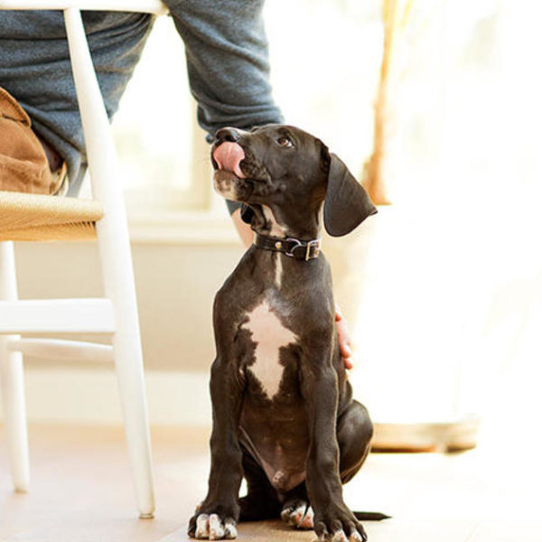 Können Welpen erwachsenes Hundefutter essen?