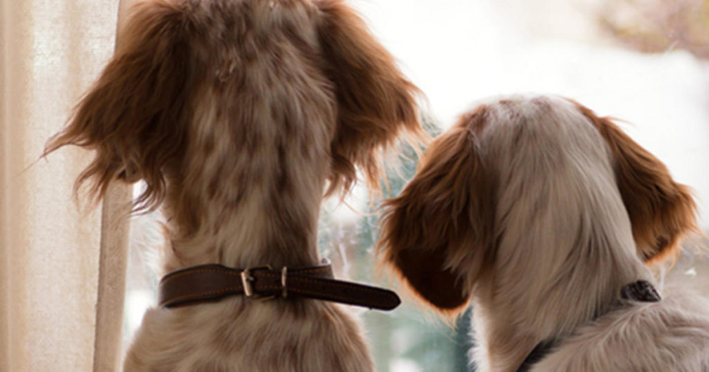 Notfallvorsorge für Haustiere: Tipps zum Erstellen einer Notfallausrüstung für Haustiere
