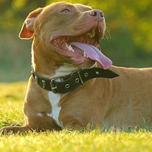 Amitriptylin für Hunde Verwendung, Dosierung und Nebenwirkungen