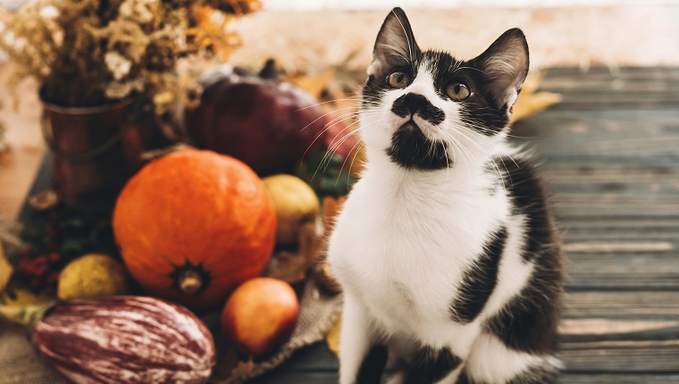 Happy Thanksgiving-Konzept. Nette lustige Katze, die am schönen Kürbis im Licht, Gemüse auf hellem Herbstlaub, Eicheln, Nüsse auf hölzerner rustikaler Tabelle sitzt. Hallo Herbst.