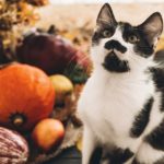 Happy Thanksgiving concept. Cute funny cat sitting at beautiful Pumpkin in light, vegetables on bright autumn leaves, acorns, nuts on wooden rustic table. Hello Autumn.