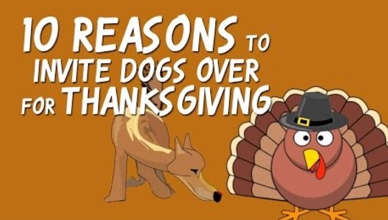 ten reasons to invite dogs for thanksgiving video thumbnail