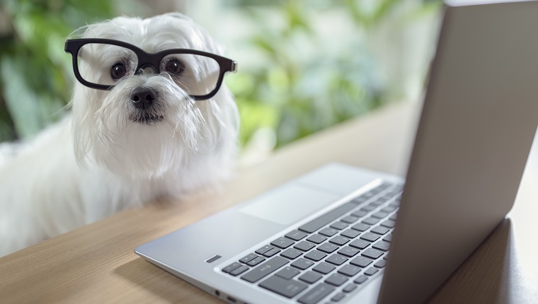 Hund mit Brille mit Laptop-Computer