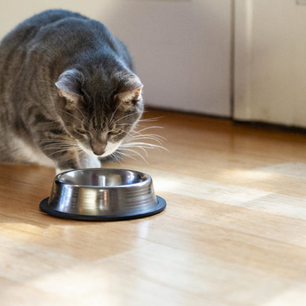 Nasses vs. trockenes Katzenfutter: Was ist besser?