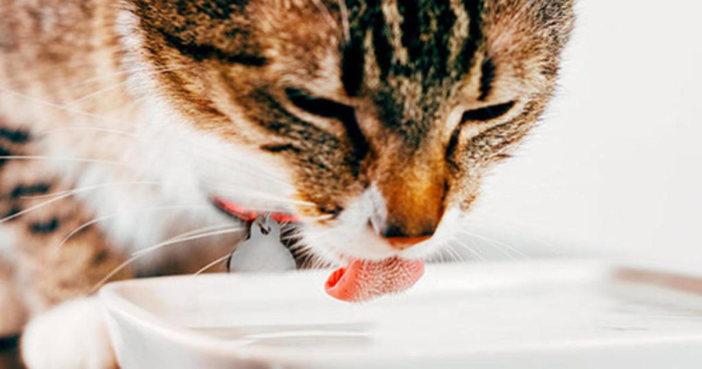 Cat Hydration - Trinken Katzen Wasser?