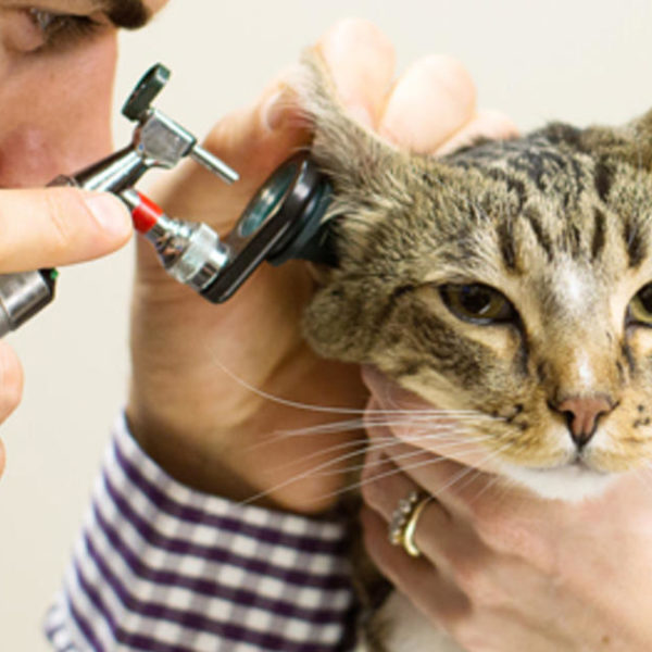 Hypertonie und Bluthochdruck bei Katzen