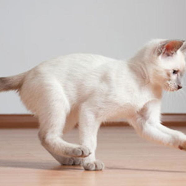 Cerenia (Maropitant Citrat) Für Katzen Verwendung, Dosierung und