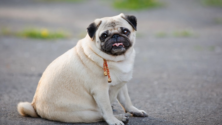 Kleiner fetter Pug, der auf Bürgersteig im Sommerpark sitzt