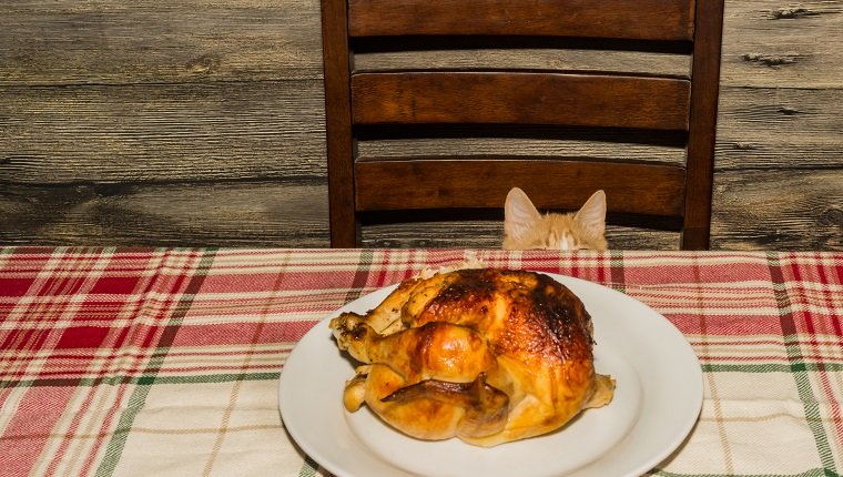 Haustier-Katze, die auf dem Tisch Lebensmittel während des Feiertags stiehlt schleicht.