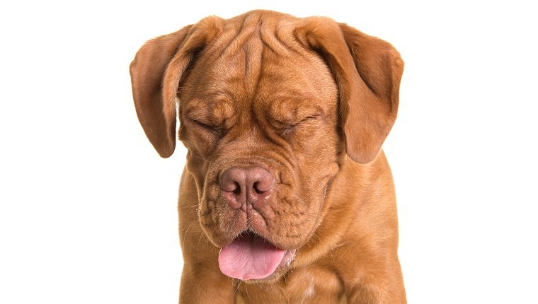 Hundeporträt Dogue de Bordeaux mit seinen Augen schloss das Schauen weg von der Kamera auf einem weißen Hintergrund