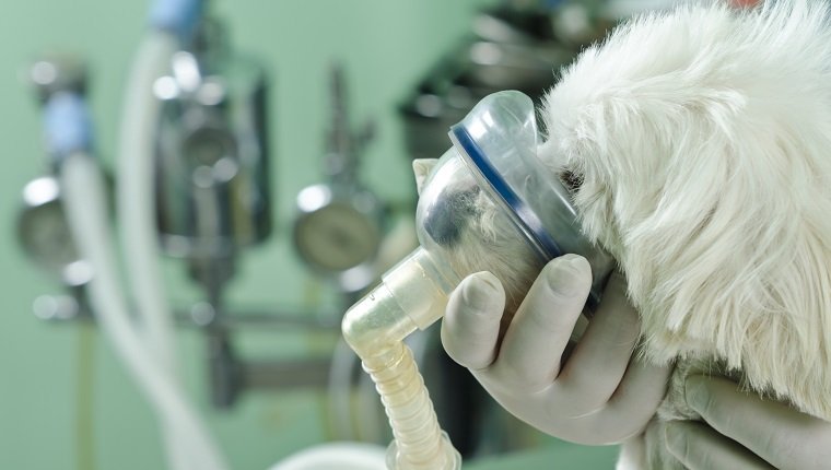 Doktor, der einem Hund mit Lungenproblemen hilft