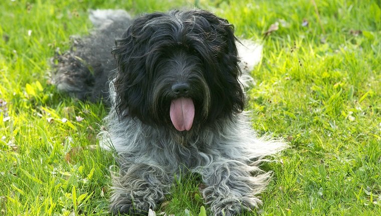 Schapendoe oder holländischer Schäferhund, Canis familiaris, stillstehend im Gras, lümmelnde Zunge. (Foto von: Auscape / UIG via Getty Images)