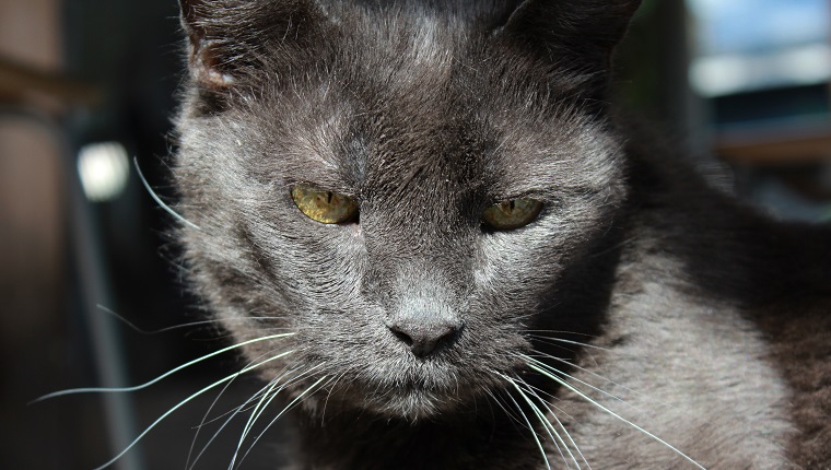 sehr alte und klug aussehende graue Katze