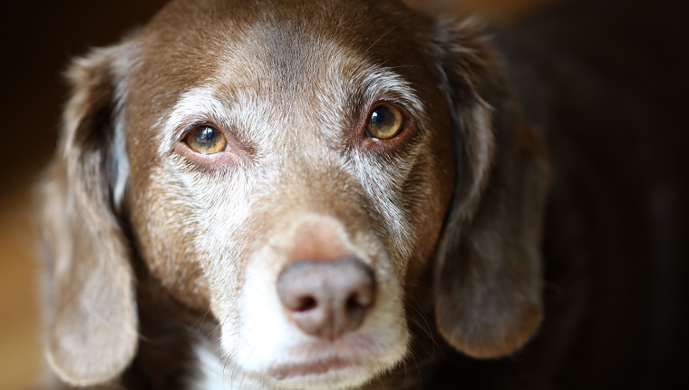 Alter brauner Hund mit Weiß um Schnauze und Augen betrachtet Kamera
