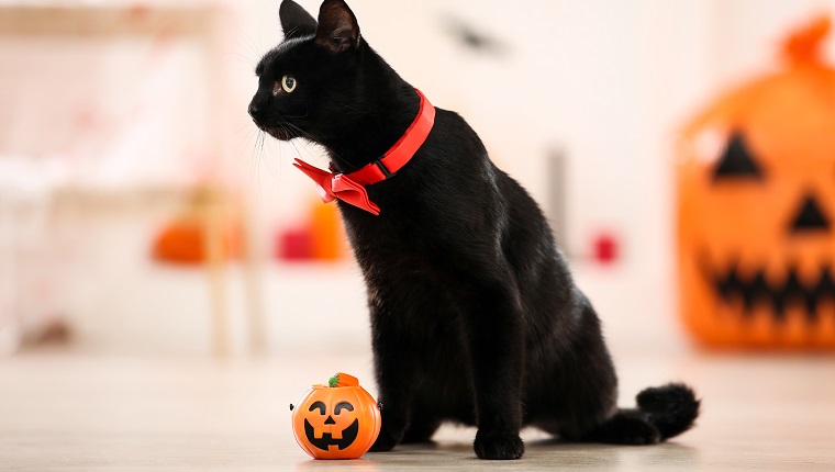 Schwarze Katze mit roter Fliege und Plastikkürbis