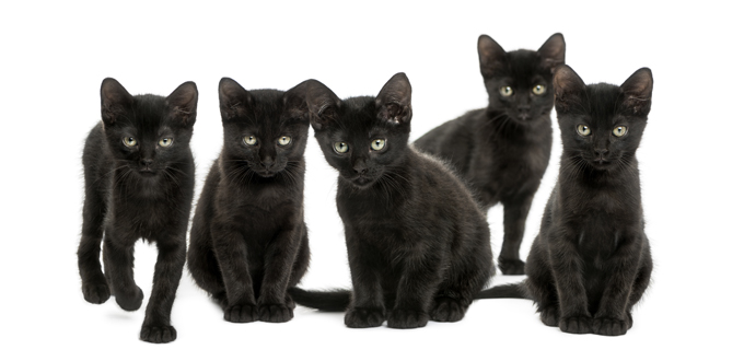 schwarze Katzen auf weißem Hintergrund