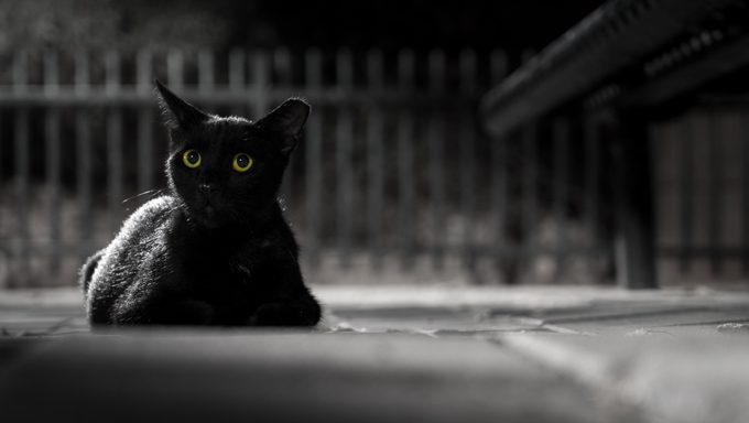 schwarze Katze, die draußen vor Zaun liegt