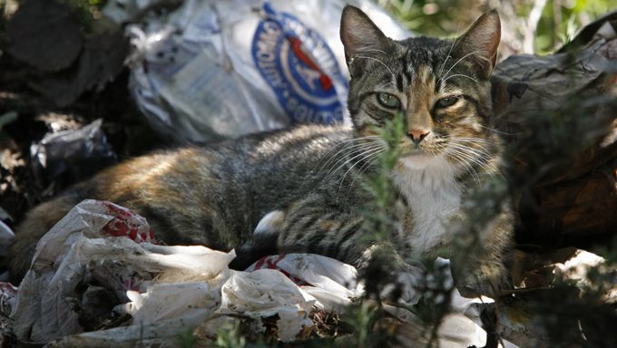 streunende Katze draußen unter Abfall