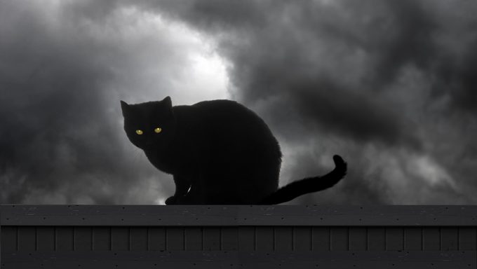 schwarze Katze am Zaun in der Nacht