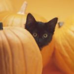cat in between pumpkins