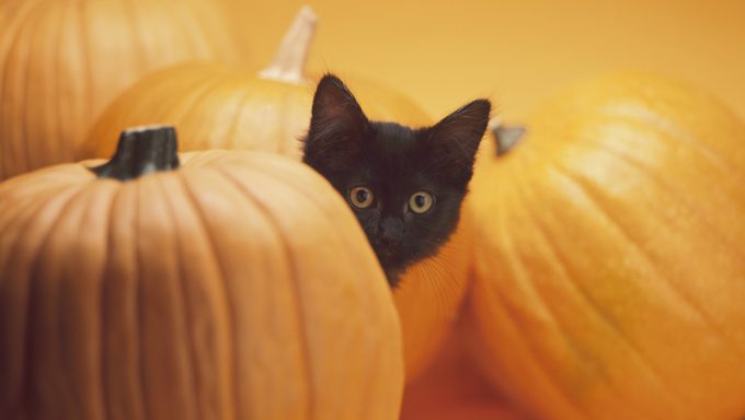cat in between pumpkins