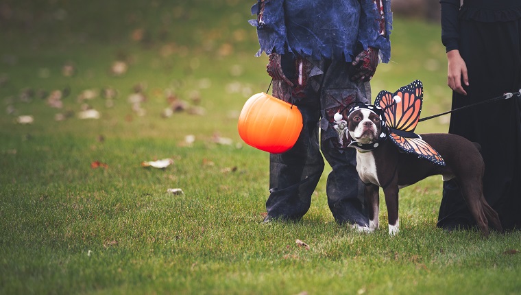 Freunde in Halloween-Kostümen mit Hund als Schmetterling verkleidetFreunde in Halloween-Kostümen mit Hund als Schmetterling verkleidet