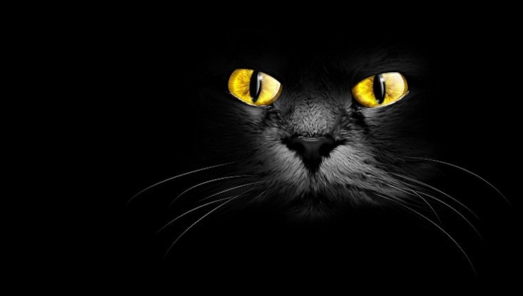 Das Gesicht einer schwarzen Katze mit leuchtenden Augen starrt aus einem schwarzen Hintergrund heraus.