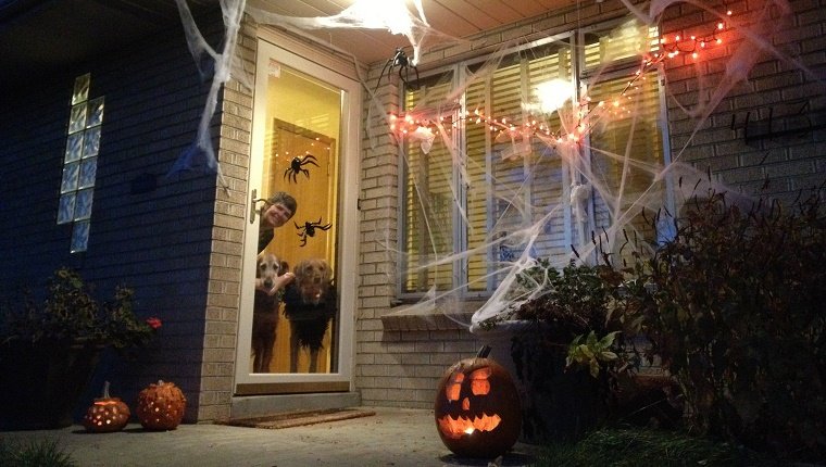 Frau und golden retriever, die heraus der vorderen Glastür einem Haus verziert mit orange Lichtern, Spinnennetzen und Kürbisen nach Halloween betrachten.