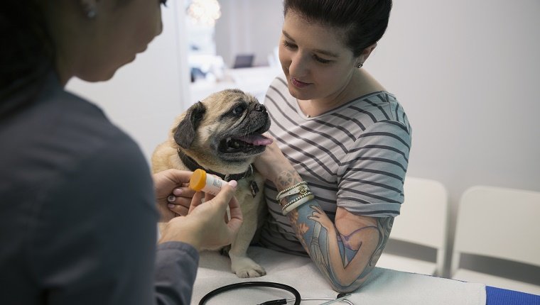 Tierarzt, der Behandlung Hundebesitzer in der Klinik erklärt