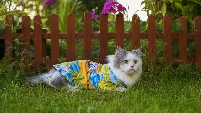 Katze mit Hawaiihemd