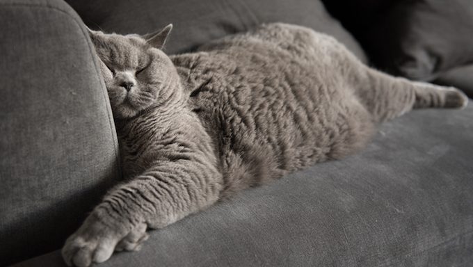 Katze, die auf Sofa Nickerchen macht