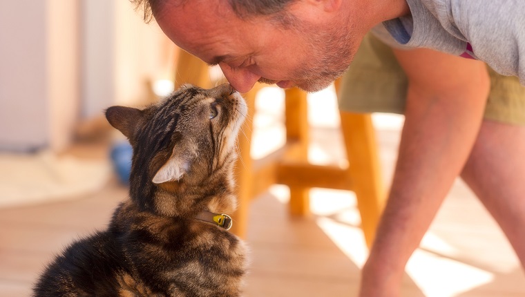 mann und alte katze: echte liebe - vertraue darauf