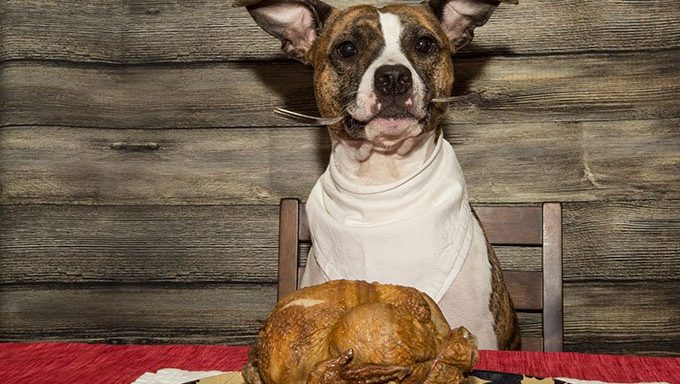 Hund am Tisch mit Thanksgiving-Truthahn